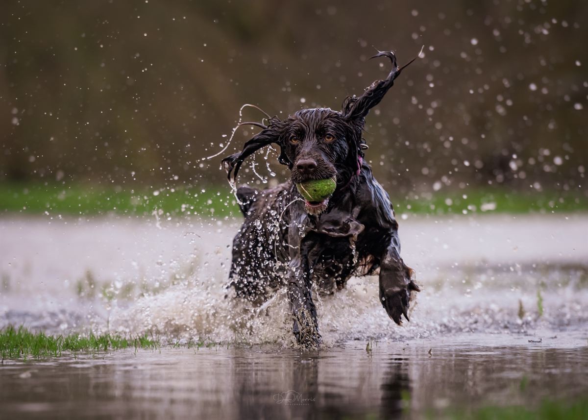 Close-up dog portrait with soft bokeh in Needwood Forest