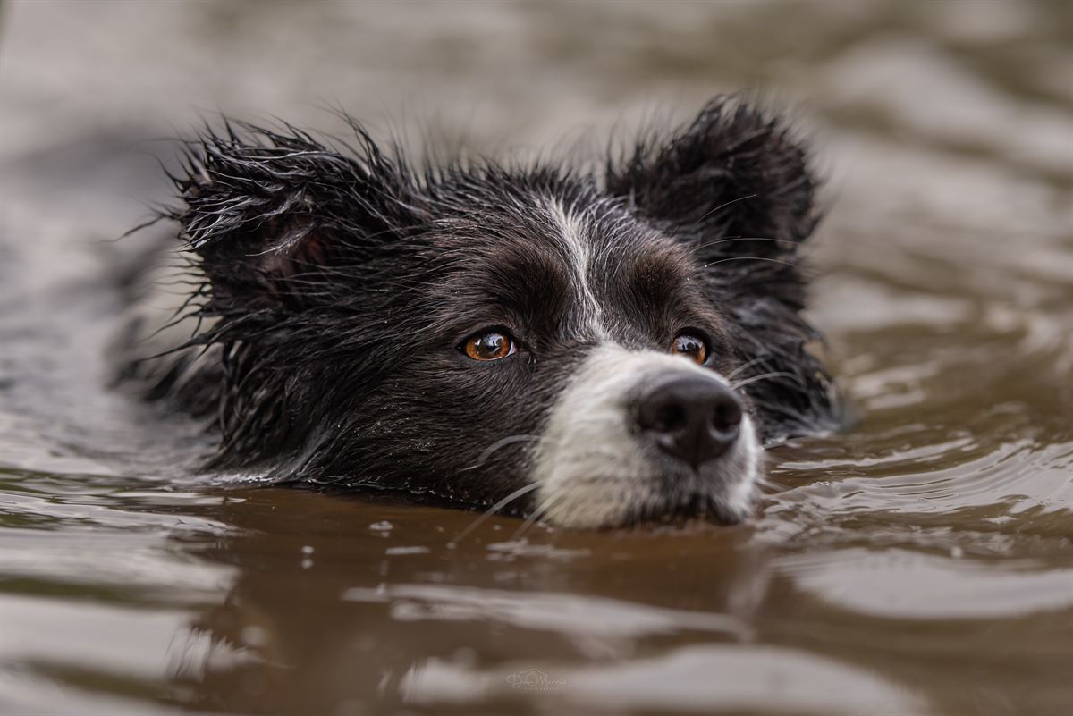 Dog personality portrait capturing character in outdoor setting