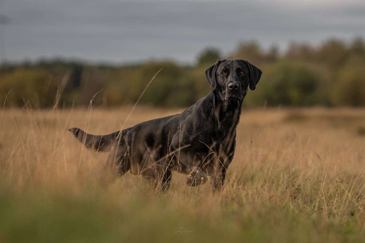 Dog shaking off water after stream play in Staffordshire