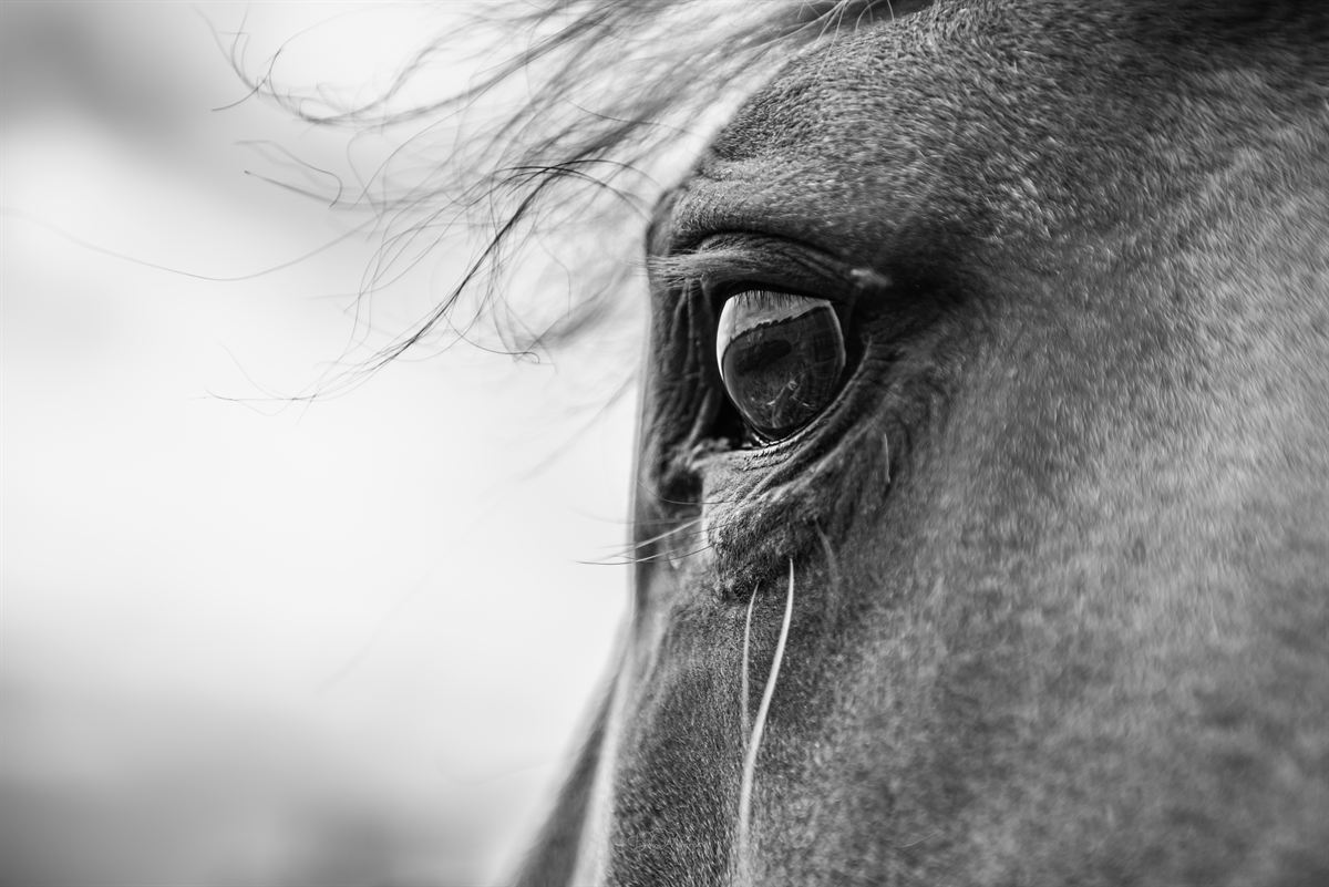 Horse and rider portrait in golden hour near Burton-Upon-Trent