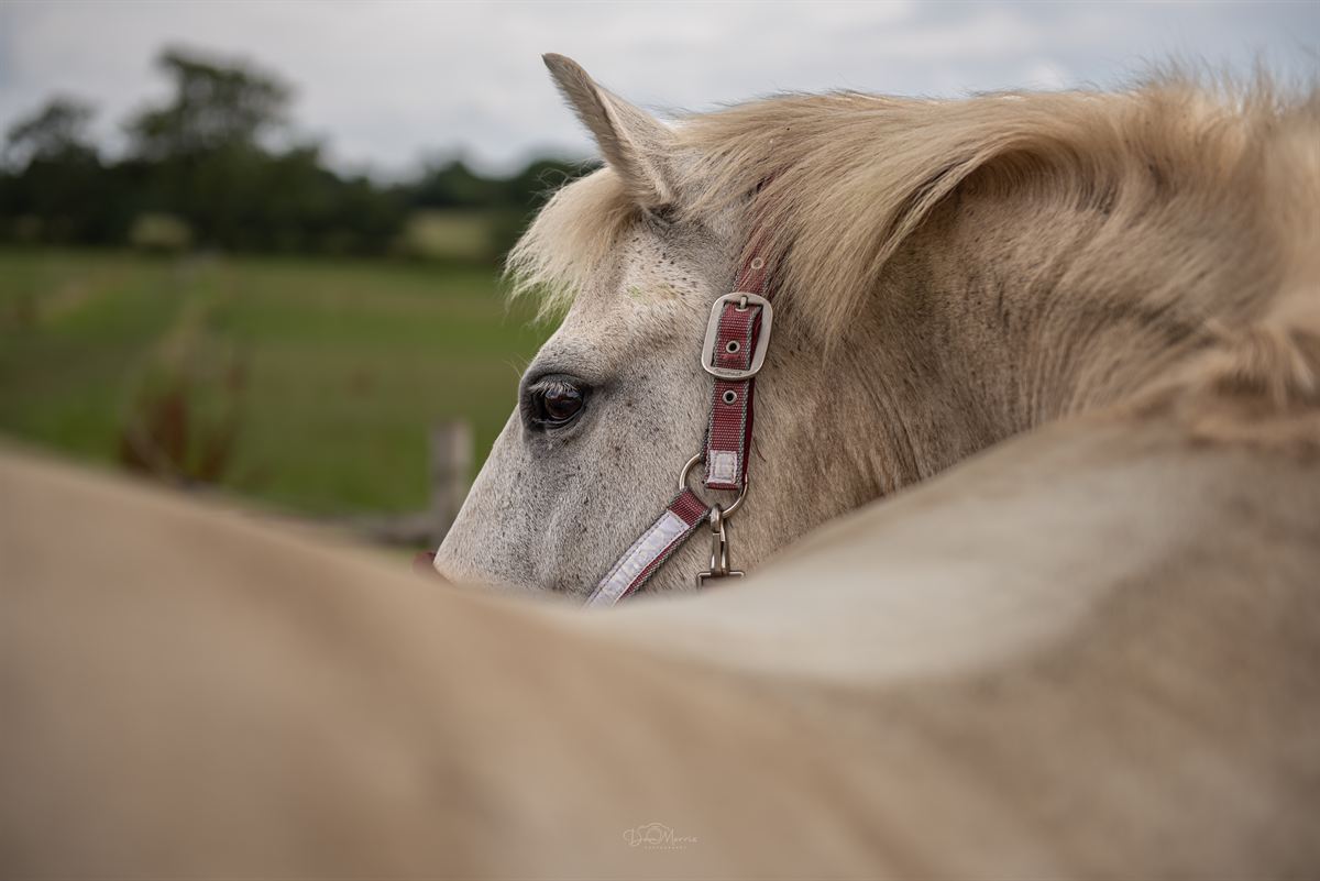 Rider cuddling horse in stable yard during equestrian session