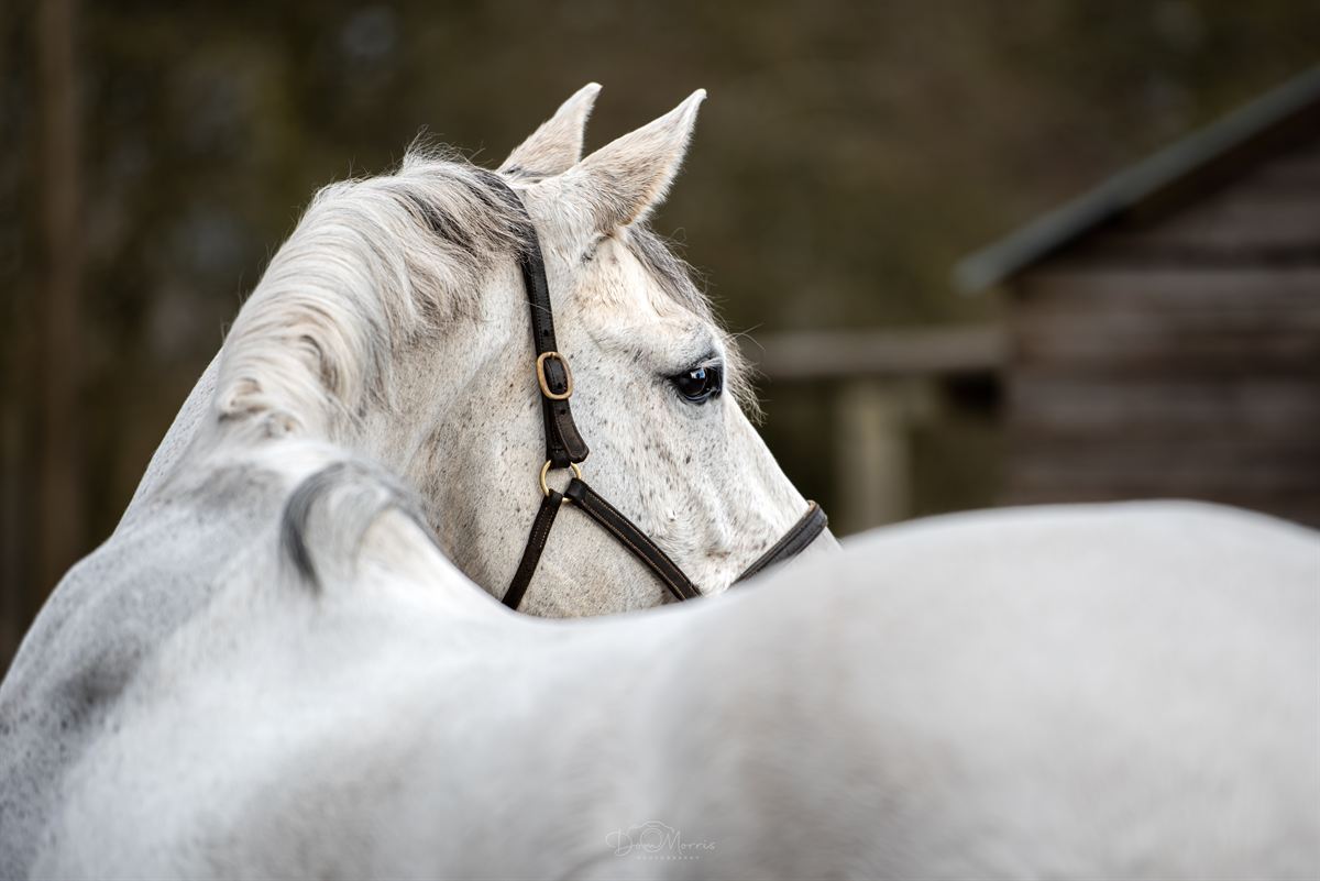 Equestrian portrait with natural woodland backdrop
