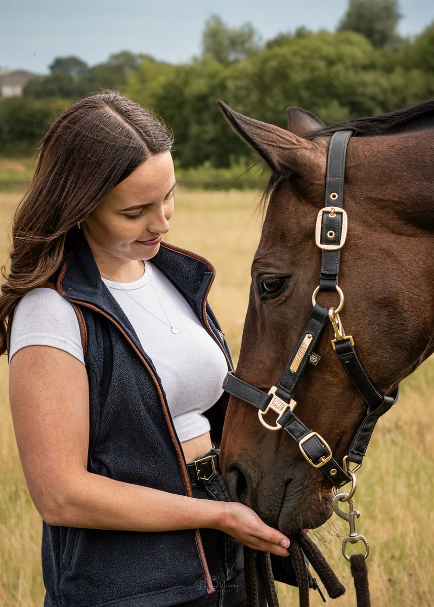 Horse head portrait with bridle in soft natural light